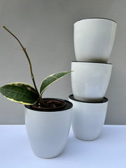 Self-Watering Pots (4.75 inch)